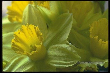 Fleurs réalistes œuvres - xsh0218b réaliste photographique fleurs